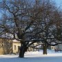 Művelődési ház udvara télen a nyugati ostorfákkal